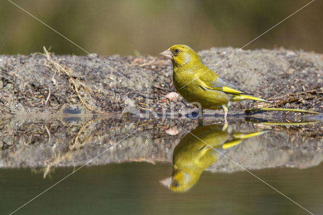 Groenling (Carduelis chloris)