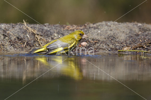 Groenling (Carduelis chloris)