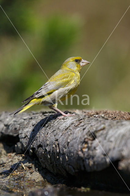 European Greenfinch (Carduelis chloris)