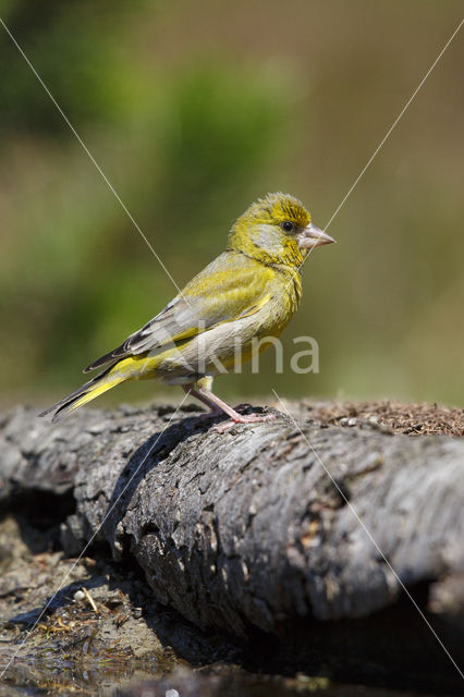 Groenling (Carduelis chloris)