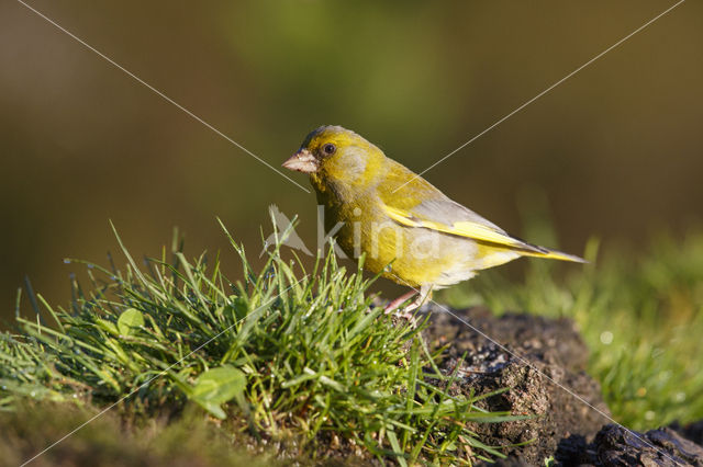 Groenling (Carduelis chloris)