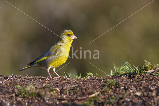 European Greenfinch (Carduelis chloris)