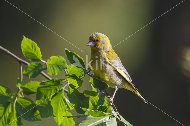 Groenling (Carduelis chloris)