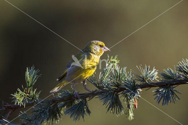 Groenling (Carduelis chloris)