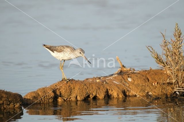 Common Greenshank (Tringa nebularia)