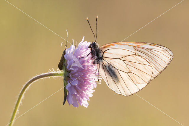 Groot geaderd witje (Aporia crataegi)