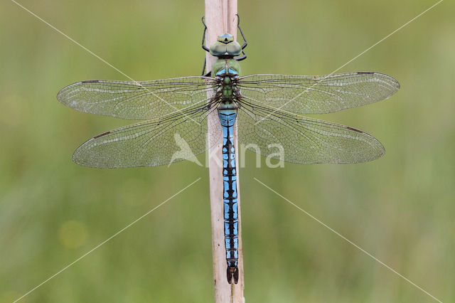 Grote keizerlibel (Anax imperator)