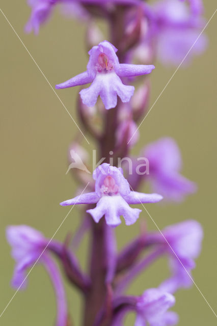 Fragant Orchid (Gymnadenia conopsea)