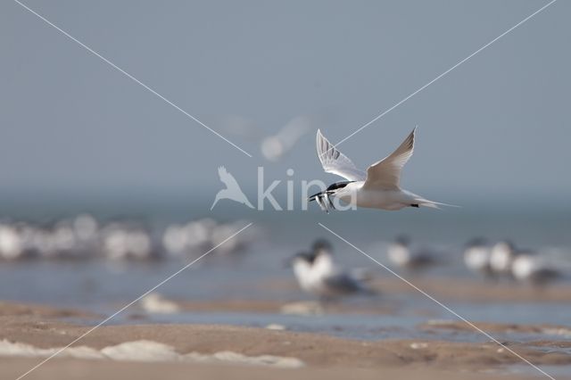 Sandwich Tern (Sterna sandvicencis)