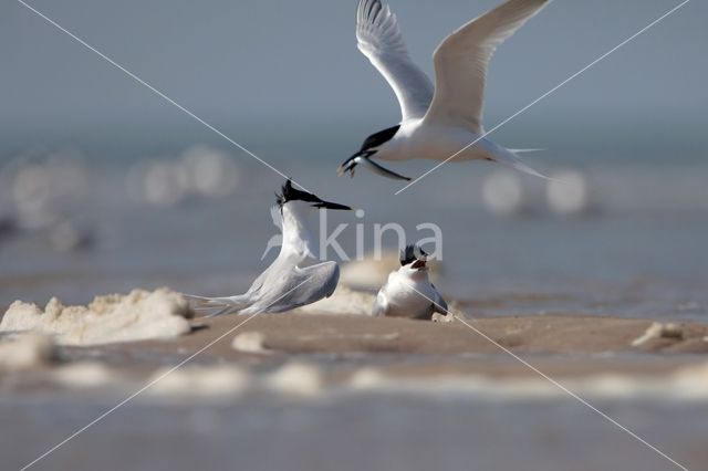 Sandwich Tern (Sterna sandvicencis)