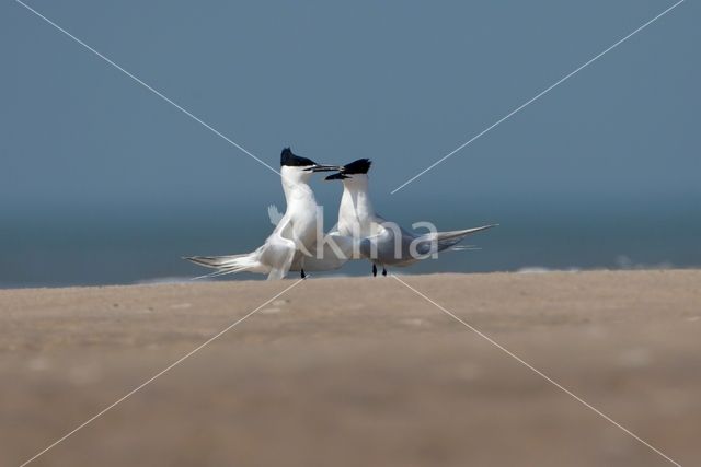 Sandwich Tern (Sterna sandvicencis)