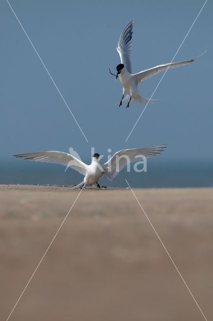 Sandwich Tern (Sterna sandvicencis)