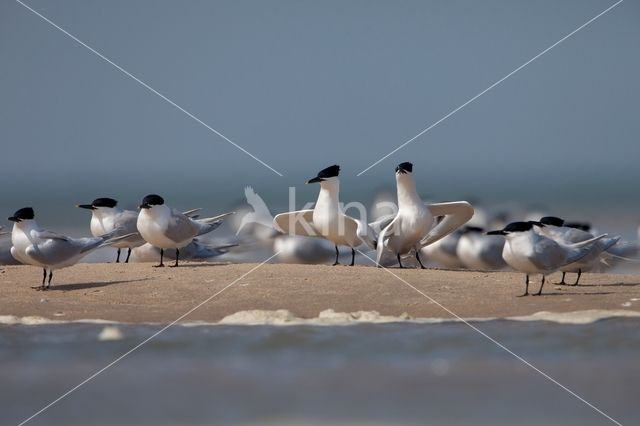 Sandwich Tern (Sterna sandvicencis)