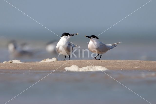 Grote Stern (Sterna sandvicencis)