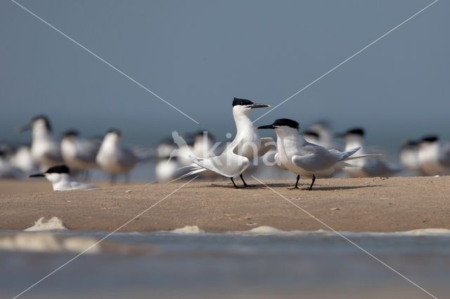 Sandwich Tern (Sterna sandvicencis)