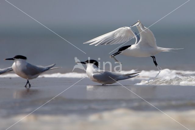 Sandwich Tern (Sterna sandvicencis)