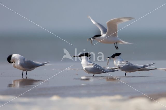 Sandwich Tern (Sterna sandvicencis)