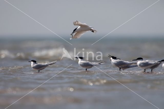 Sandwich Tern (Sterna sandvicencis)