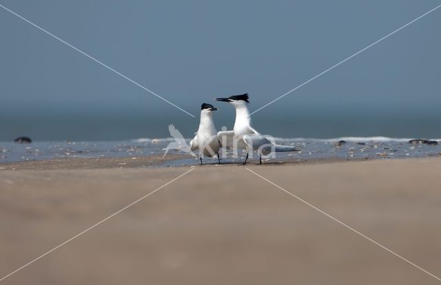 Sandwich Tern (Sterna sandvicencis)