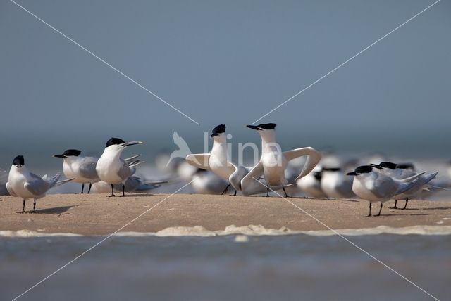 Sandwich Tern (Sterna sandvicencis)