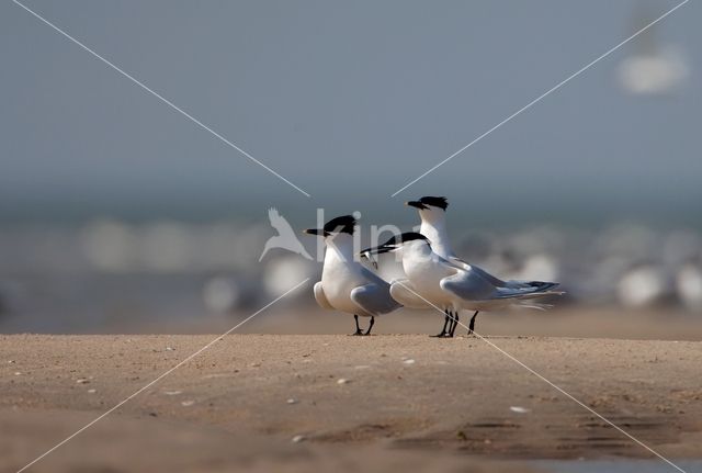 Sandwich Tern (Sterna sandvicencis)