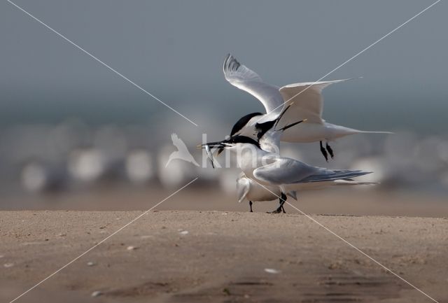 Sandwich Tern (Sterna sandvicencis)