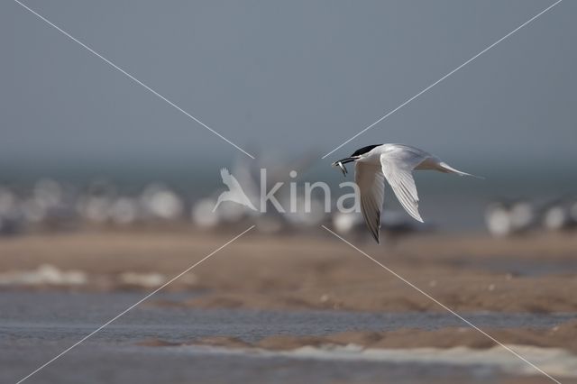 Sandwich Tern (Sterna sandvicencis)