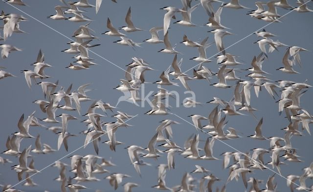 Sandwich Tern (Sterna sandvicencis)