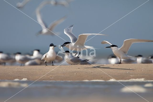 Sandwich Tern (Sterna sandvicencis)