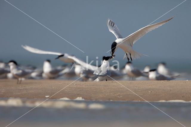 Grote Stern (Sterna sandvicencis)