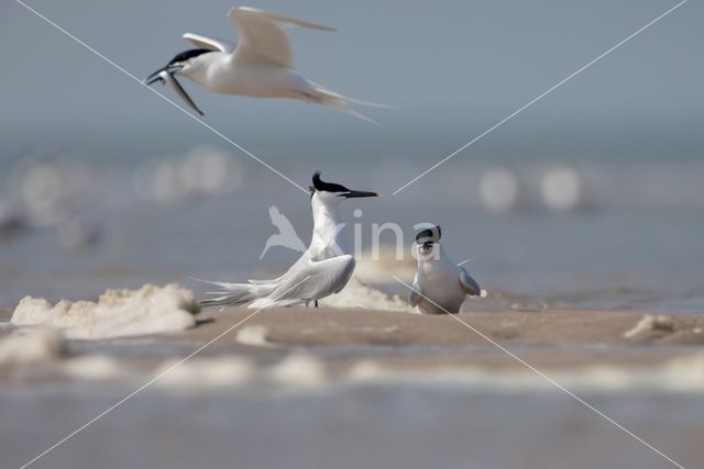 Sandwich Tern (Sterna sandvicencis)