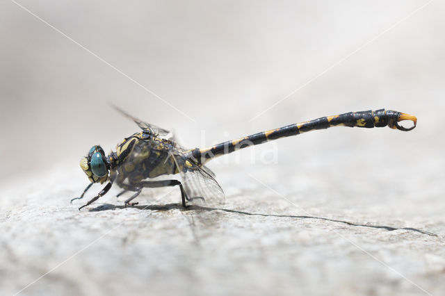 Grote Tanglibel (Onychogomphus uncatus)