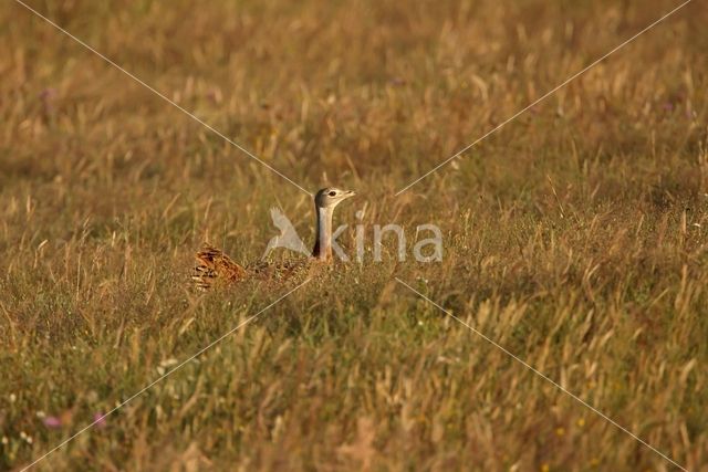 Great Bustard (Otis tarda)