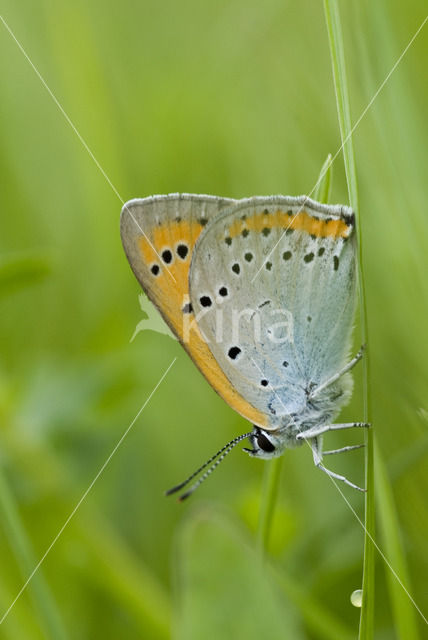 Grote Vuurvlinder (Lycaena dispar rutila)