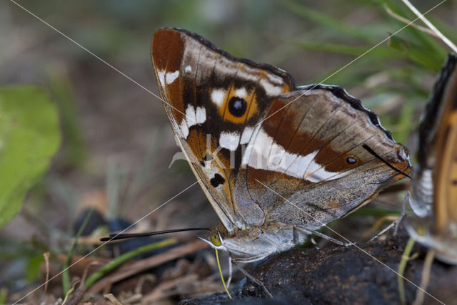 Grote weerschijnvlinder (Apatura iris)