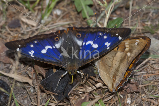 Grote weerschijnvlinder (Apatura iris)