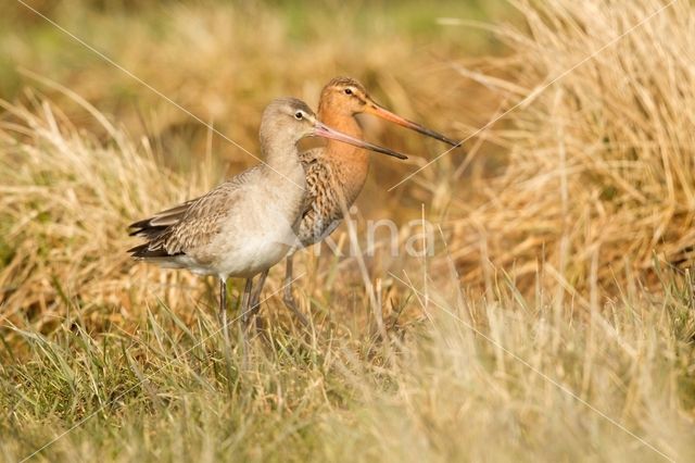 Grutto (Limosa limosa)