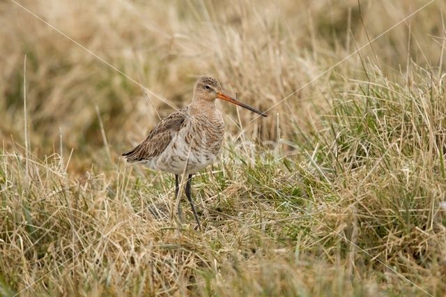 Grutto (Limosa limosa)