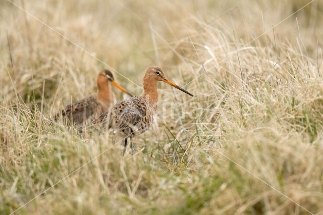 Black-tailed Godwit (Limosa limosa)