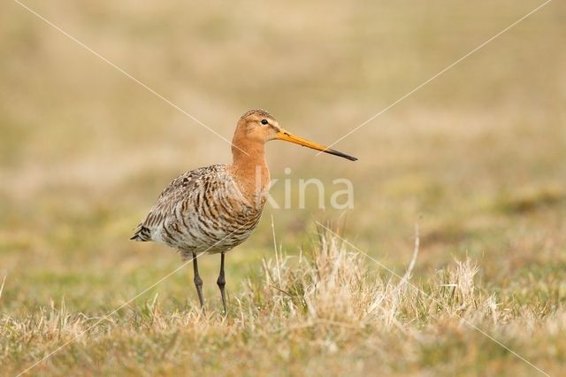 Black-tailed Godwit (Limosa limosa)