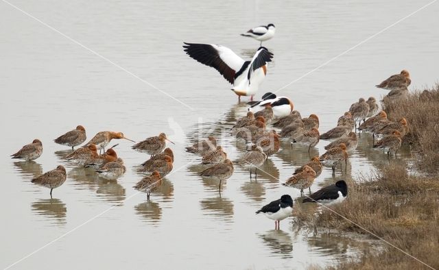 Grutto (Limosa limosa)