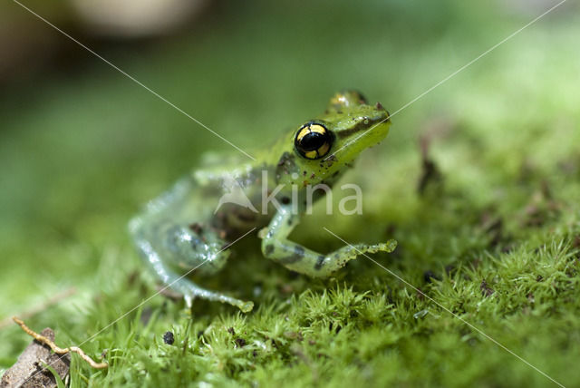 Guibemantis albolineatus Andasibe