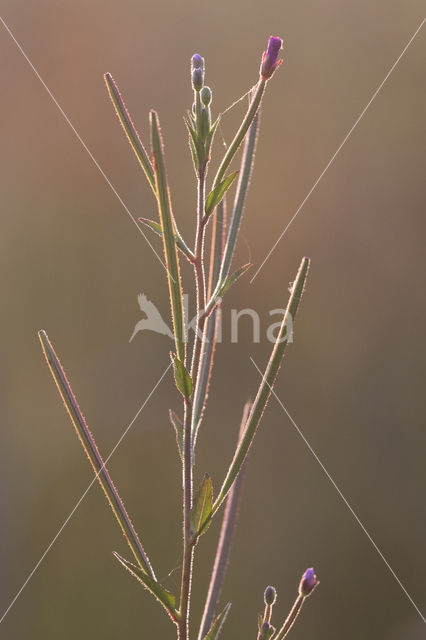 Harig Wilgenroosjes (Mompha bradleyi)