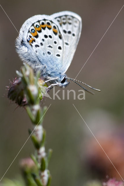 Heideblauwtje (Plebejus argus)