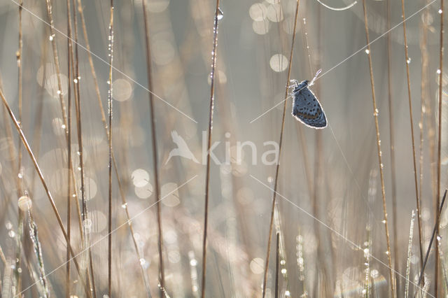 Heideblauwtje (Plebejus argus)