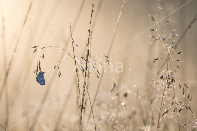 Silver Studded Blue (Plebejus argus)