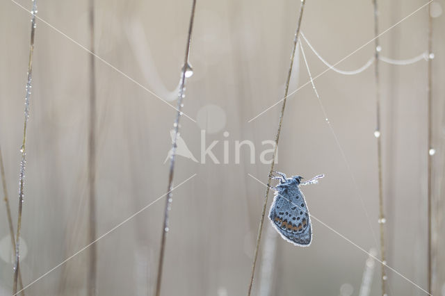 Silver Studded Blue (Plebejus argus)