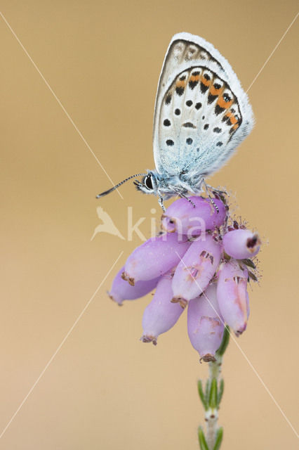 Silver Studded Blue (Plebejus argus)