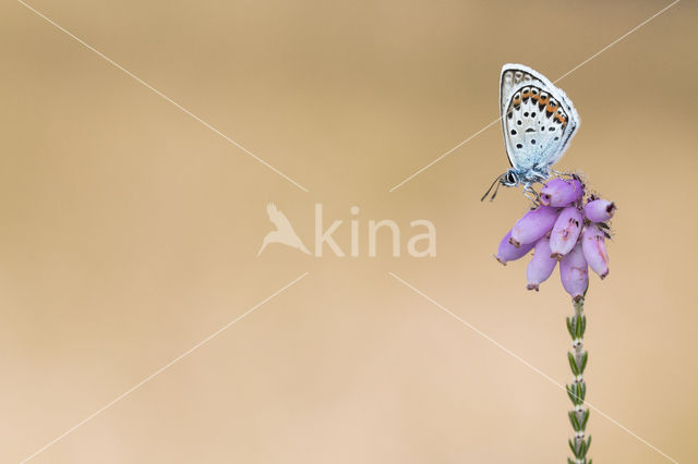 Silver Studded Blue (Plebejus argus)