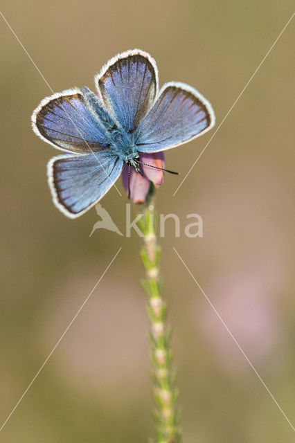 Silver Studded Blue (Plebejus argus)